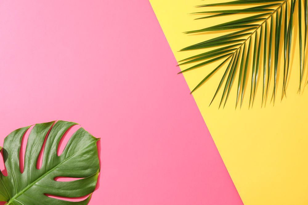 Different palm leaves on two color background, copy space