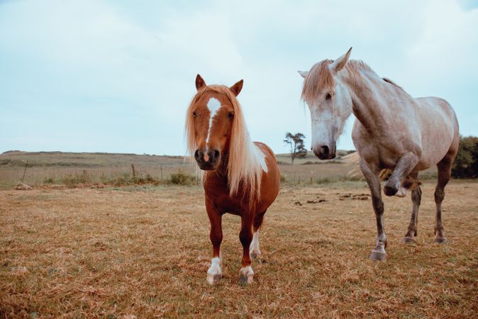 Horses grazing in dry field