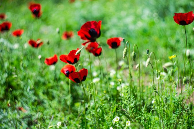 Beautiful poppy flowers in meadow