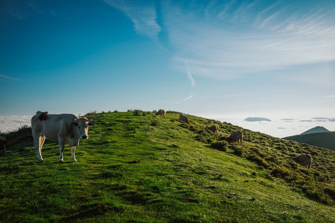 Cattle in pasture under clear blue sky