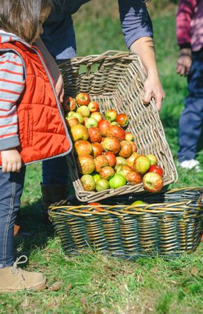Woman putting apples in basket and little girl looking on