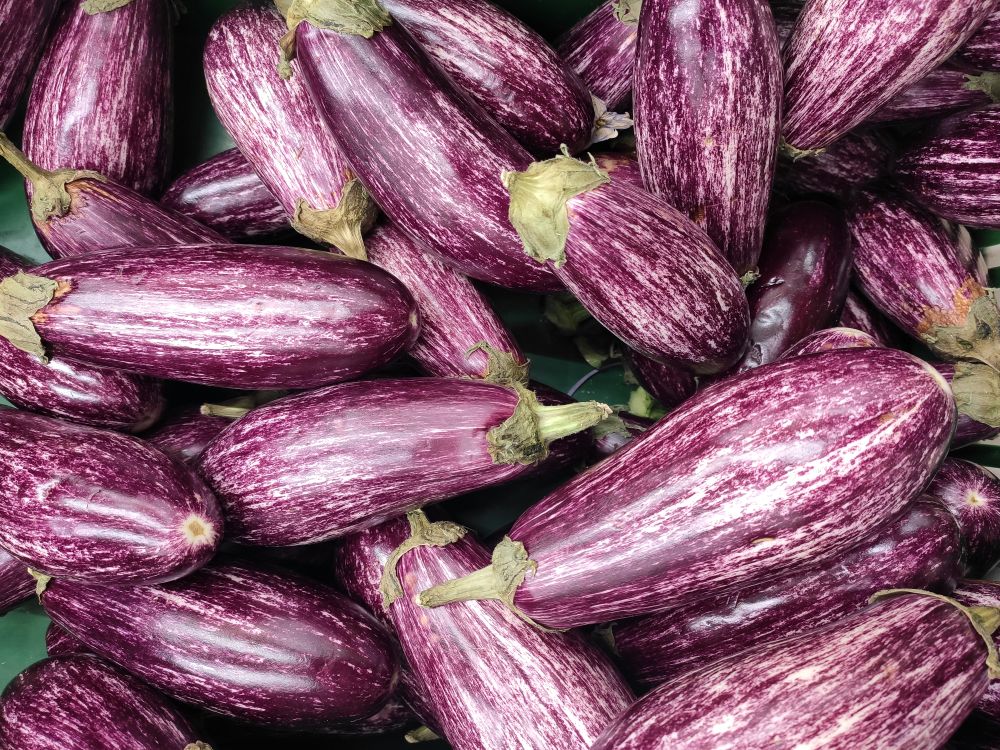 Violet eggplants close up.