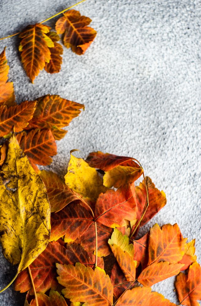 Autumnal frame with variety of yellow leaves on stone background with copy space