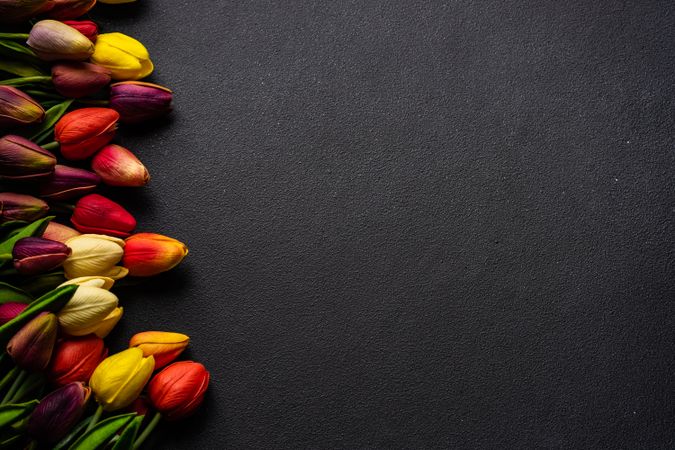 Fresh tulips on dark table with copy space