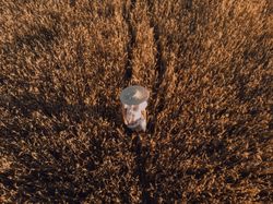 Woman in big round hat in middle of wheat field