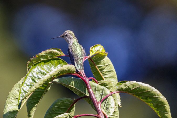 Hummingbird perched on green leaves
