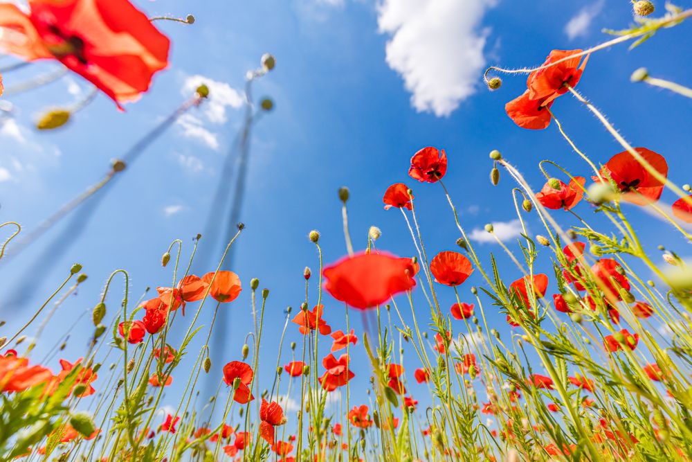 Poppies reaching towards the sky
