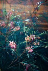 Pink flowers on spiky plant