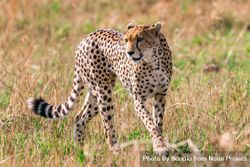 Cheetah on yellow grass field 4MWEa0