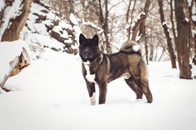 Norwegian Elkhound on snow covered ground