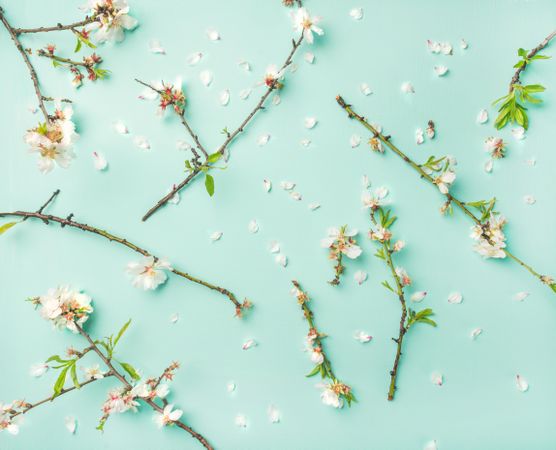 Almond branches with flowers over a light green background