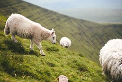 Sheep grazing on the grass on a hill on an overcast day