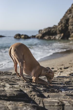 Little italian greyhound dog in the beach playing with sand