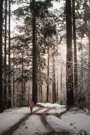 Person walking on snowy road in forest