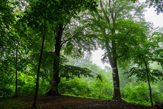 Foggy morning in summer forest