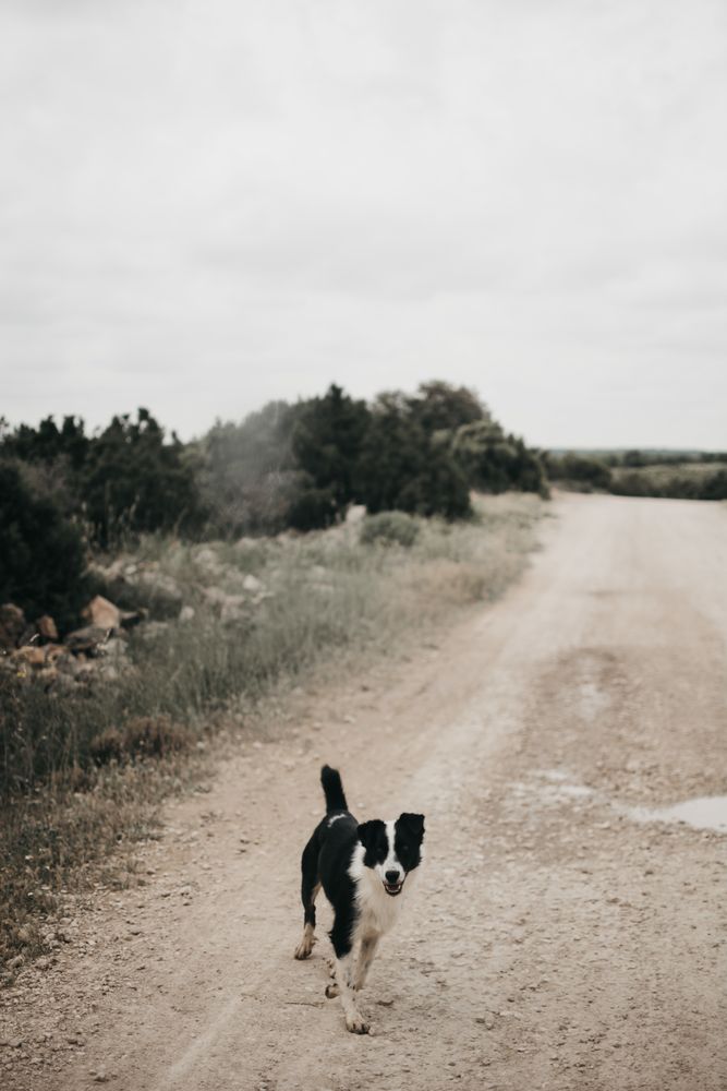 Cute dog walking on dirty road in nature