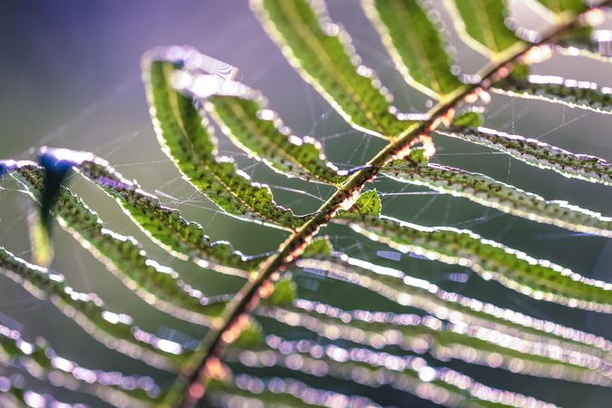 Close up of web on leaf