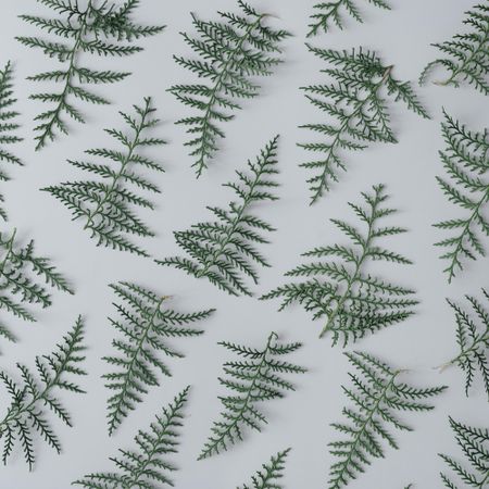 Winter pattern made out of thin green branches on grey background