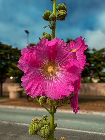 Close-up of Common Hollyhock
