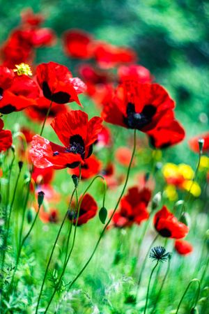 Beautiful poppy flowers in a field