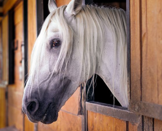Close up of a white horse in the stable