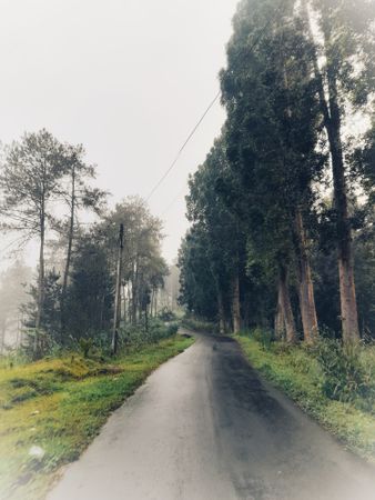 road surrounded by resin and pine trees after rain and fog