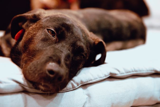 Dog sleeping and lying on floor