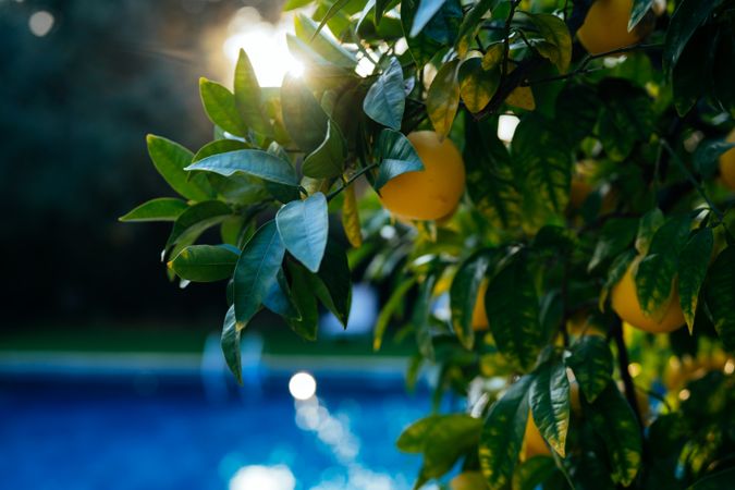 Close up of lemons in a lemon tree with the sunset and a pool in the background