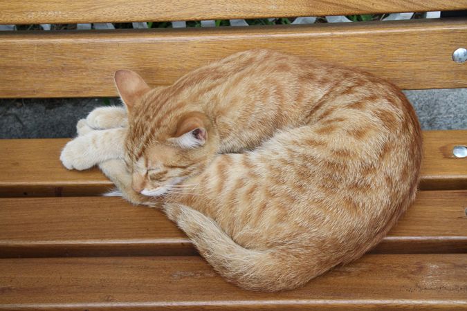 Orange tabby cat sleeping on brown wooden bench