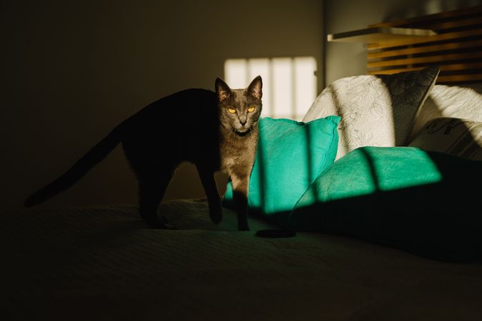 Cute cat under ray of light on a bed