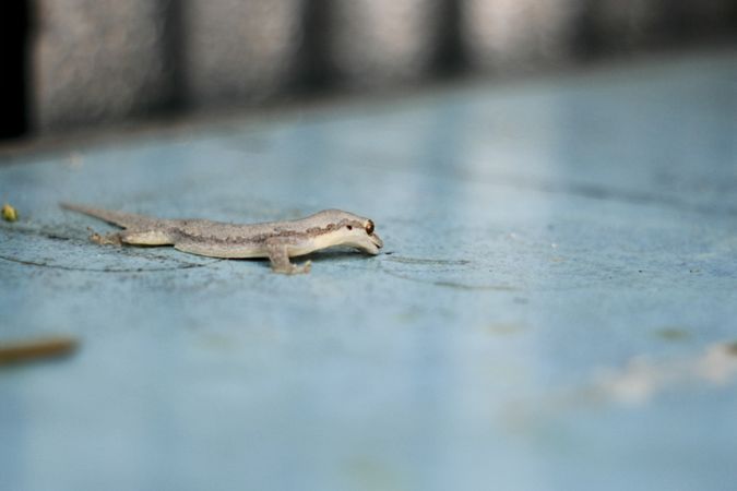Gecko on blue table