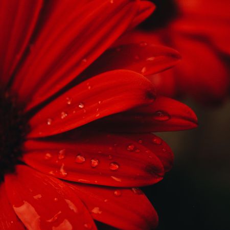 Red flower with water droplets in macro lens