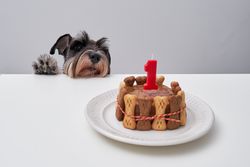 Cute purebred dog looking at cake on plate