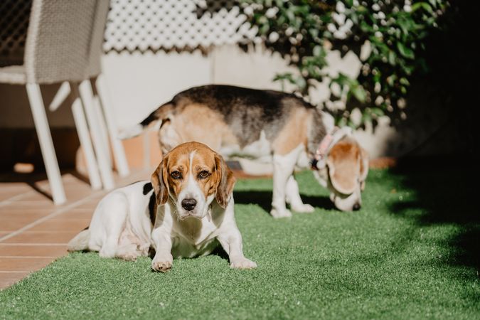 Cute beagles on lawn in yard
