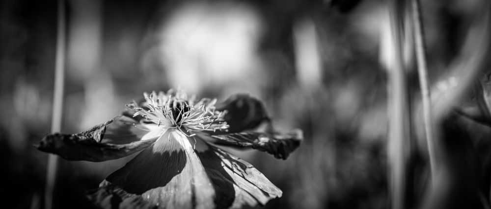 Monochrome image of center of flower