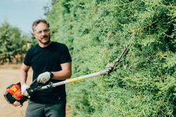 Man pruning arizonica hedge