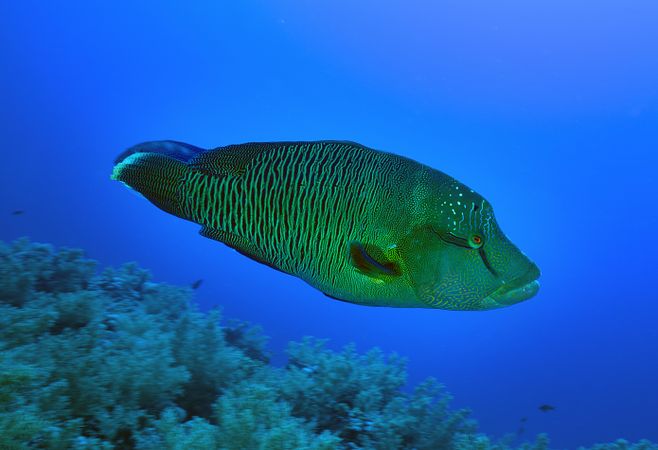 Green humphead wrasse under water