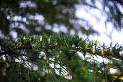 Cones on the tree