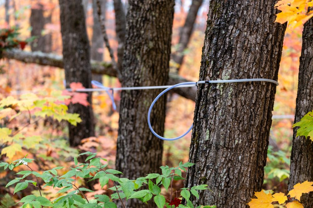 Rope around autumn trees