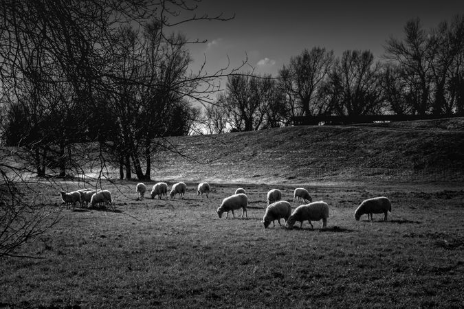 Sheep in a field surrounded by trees