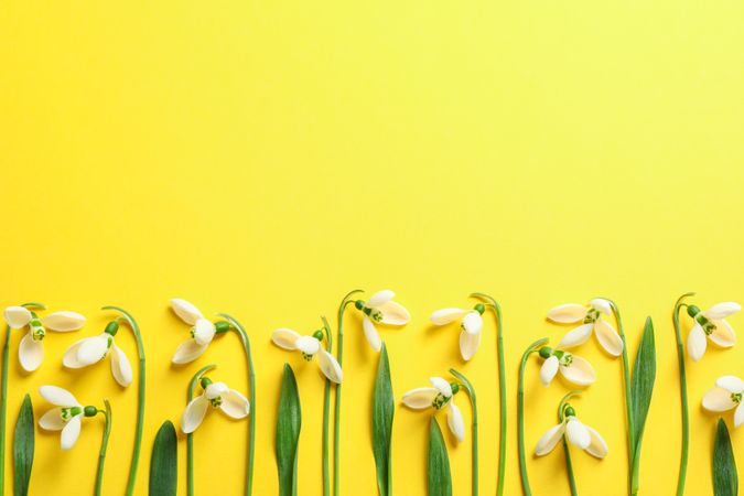 Beautiful spring snowdrop flowers on color background, space for text