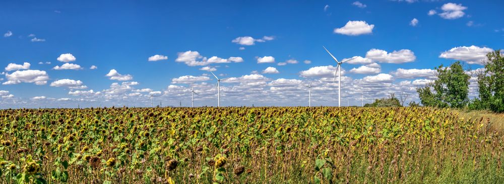 Wind turbine beside sunflower field