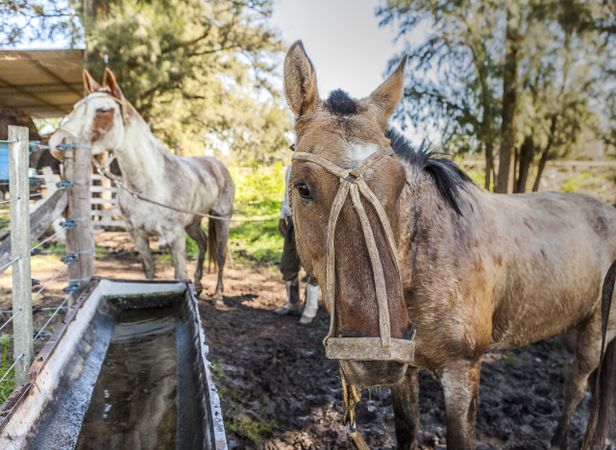 Horses drinking water in long drinker on barnyard