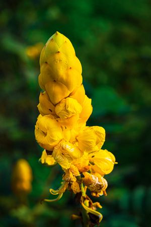 the striking beauty of the Senna alata flower, commonly known as ketepeng cina