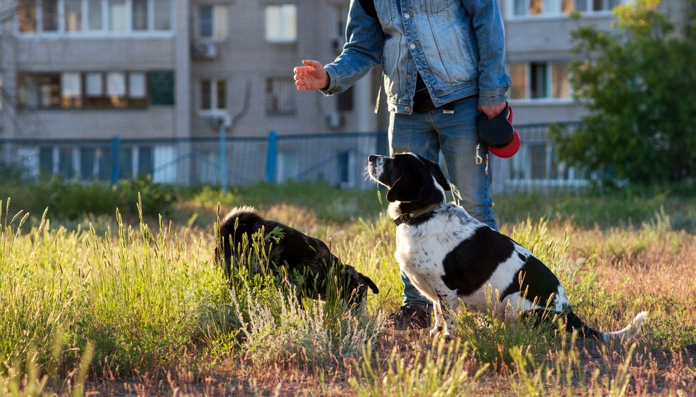 Man training attentive dogs in sunlit urban park.