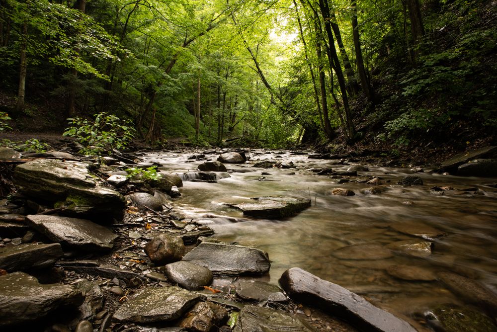 River in the middle of forest