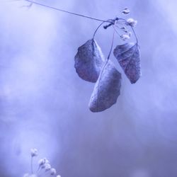 Tender dry leaves in blue light effect