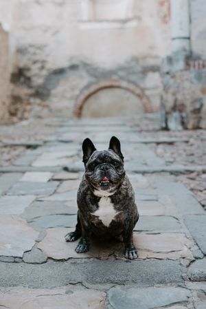 Adult bulldog on street