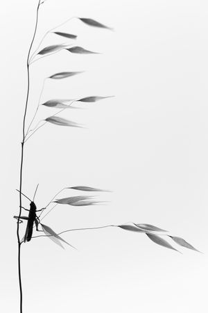 Dragon-fly on thin twig of plant