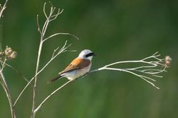 Long-tailed shrike on tree branch